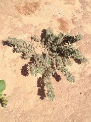 Euphorbia oranensis