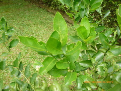 Citrus × latifolia