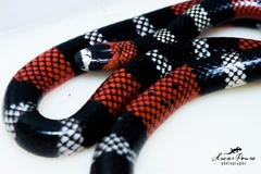 Micrurus lemniscatus