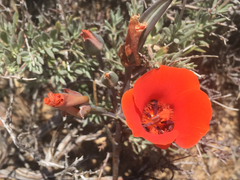 Calochortus kennedyi