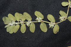Euphorbia oranensis