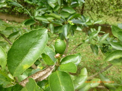 Citrus × latifolia