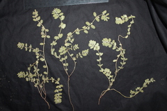 Euphorbia oranensis