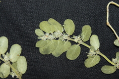 Euphorbia oranensis