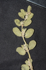 Euphorbia oranensis