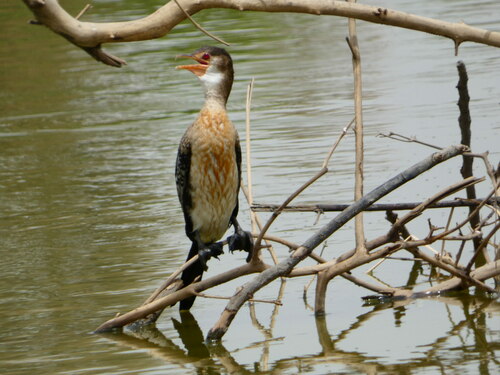 Reed Cormorant