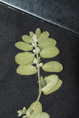 Euphorbia oranensis