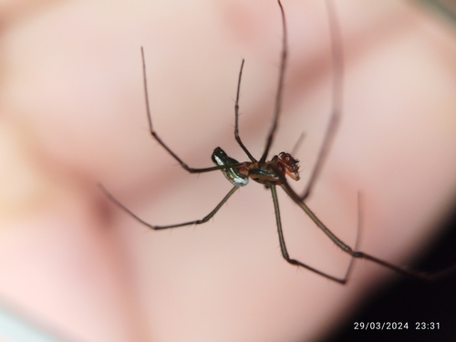 Leucauge argyra