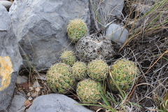 Coryphantha erecta