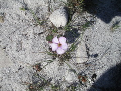 Oxalis eckloniana-nidulans