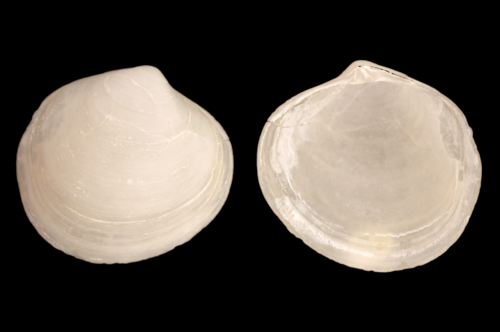 Representative image of Diplodonta rotundata