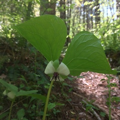 Trillium rugelii
