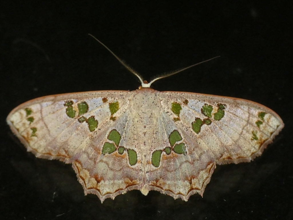 Scopulini