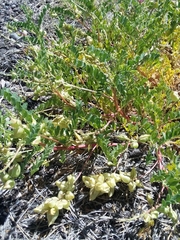 Astragalus lentiginosus diphysus