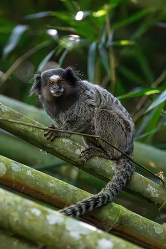 Black-tufted Marmoset