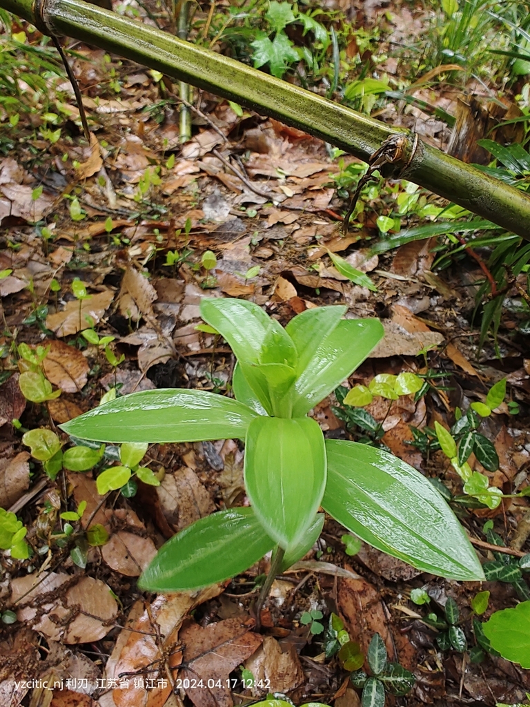 Lilium brownii viridulum from Zhenjiang, CN-JS, CN on April 17, 2024 at ...