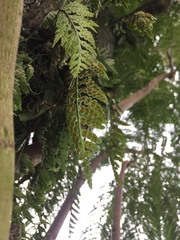 Rumohra adiantiformis