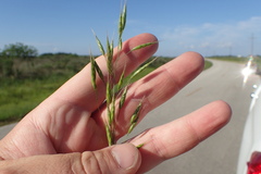 Bromus secalinus