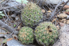 Coryphantha erecta