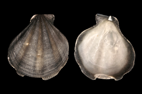Pseudamussium clavatum, 2024-04-17
