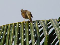 Foulehaio carunculatus