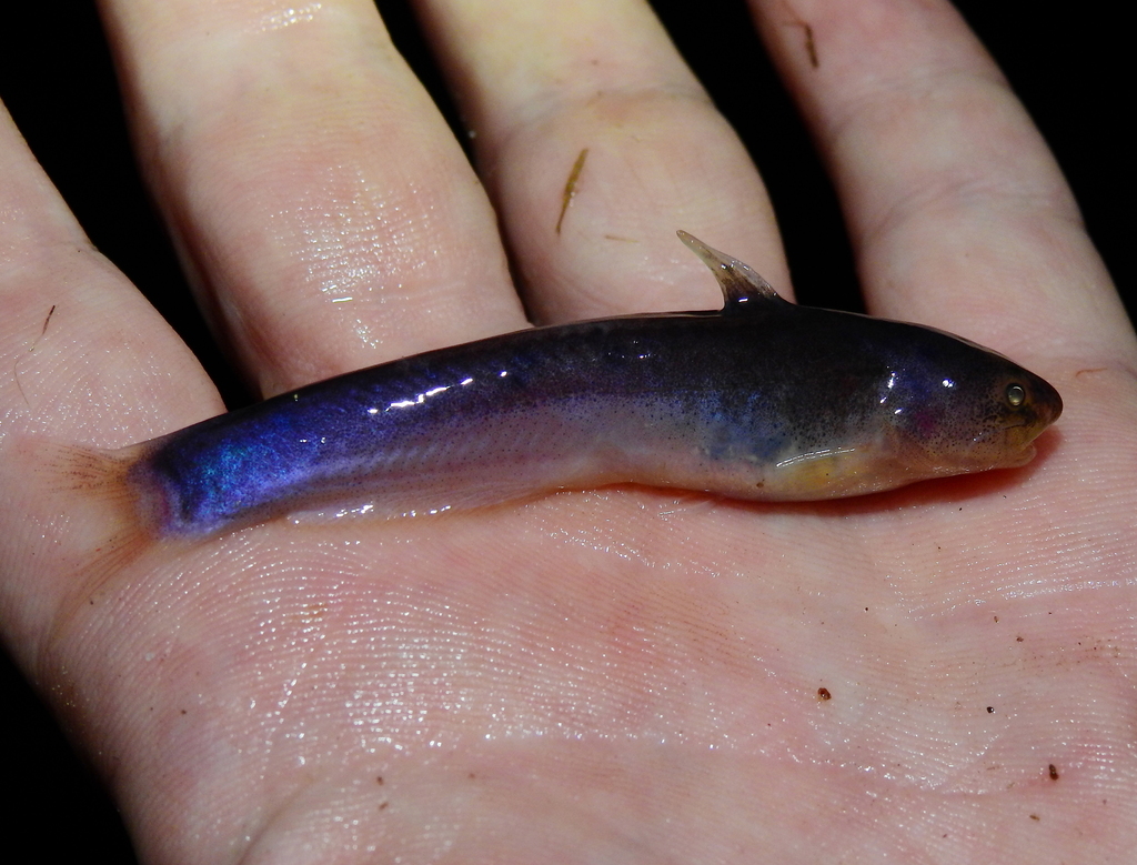 Eastern whale catfish (Cetopsidium orientale) — Cetopsidae