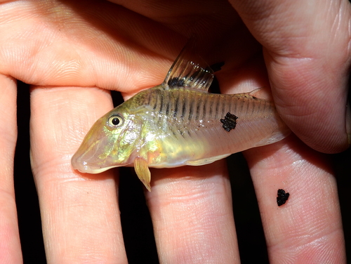 Wolf cory (Corydoras geoffroy) — Callichthyidae