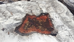 Haematococcus lacustris