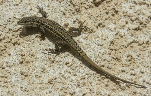 Green Iberian Wall Lizard, Corroios, Portugal, photo 9 of 10