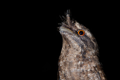 Marbled Frogmouth photo 2