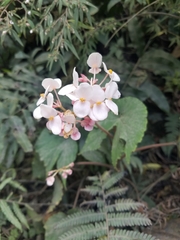Begonia involucrata image