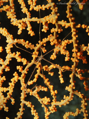 Chirostylus sandyi