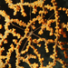 Chirostylus sandyi