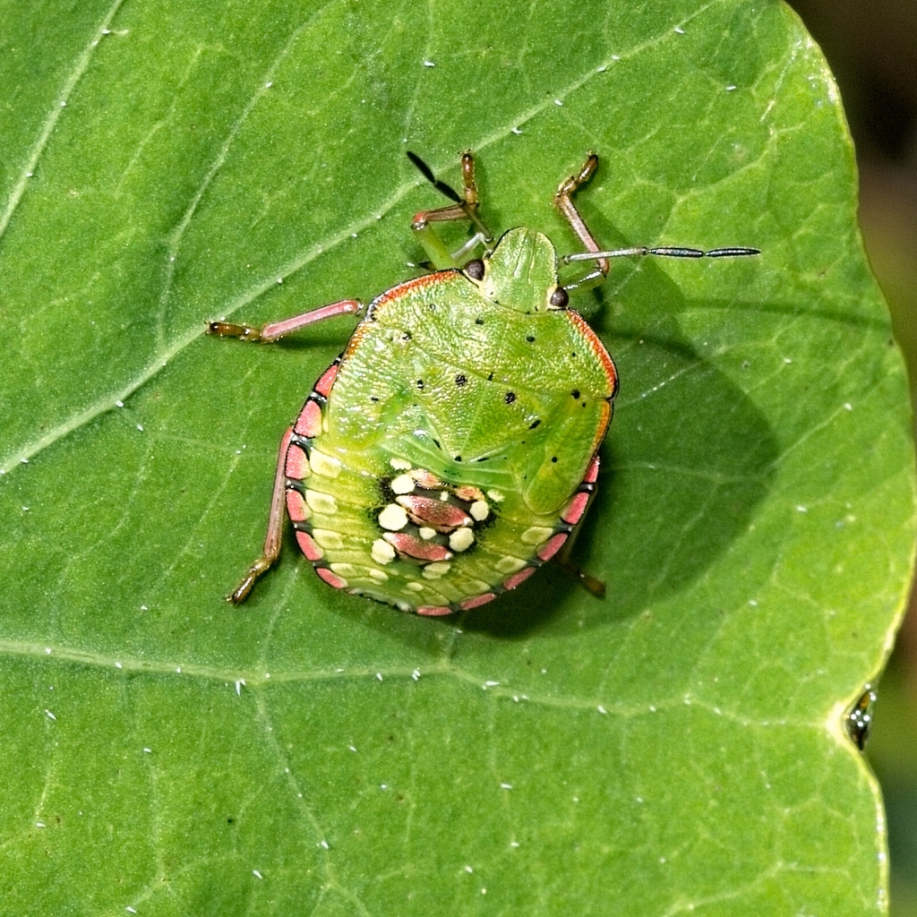 Southern green stink bug from grootboschkloof trail constantia cape