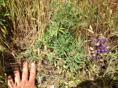 Lupinus formosus