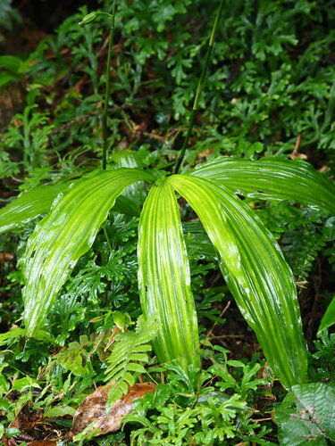 Calanthe obcordata