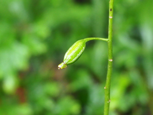 Image of Calanthe obcordata by no rights reserved