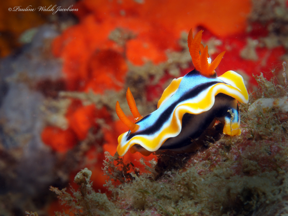 Anna's Chromodoris
