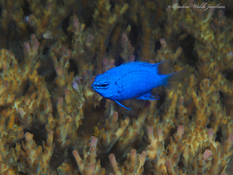 Springer's Damselfish