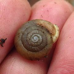 Triodopsis tridentata