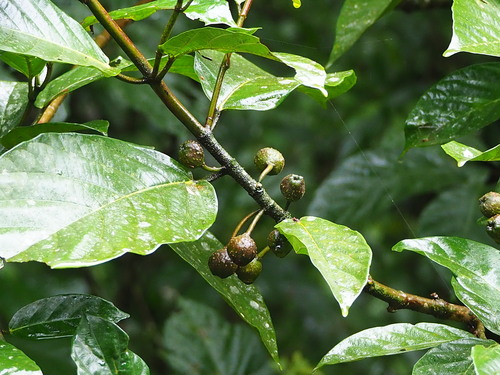Image of Ficus benguetensis by no rights reserved