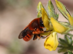 Osmia rutila