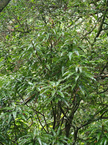 Image of Litsea acuminata by no rights reserved