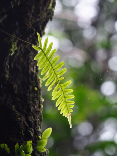 Image of Goniophlebium formosanum by no rights reserved