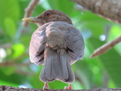 Turdus grayi