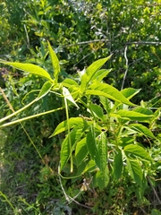 Passiflora incarnata image