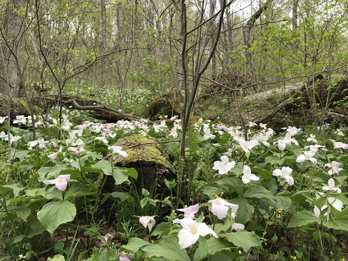 Trillium grandiflorum