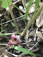 Asarum canadense reflexum