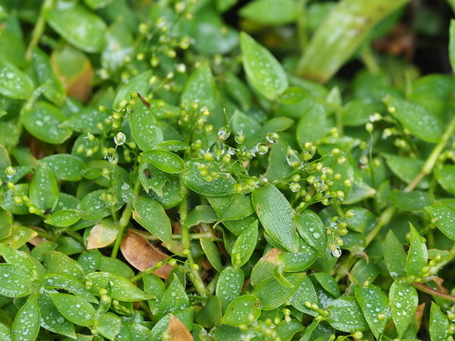 Isachne myosotis iNat (1)