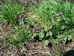 Lamium purpureum